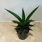 Sansevieria Tough Lady in a 9cm pot Cassandra's Plants