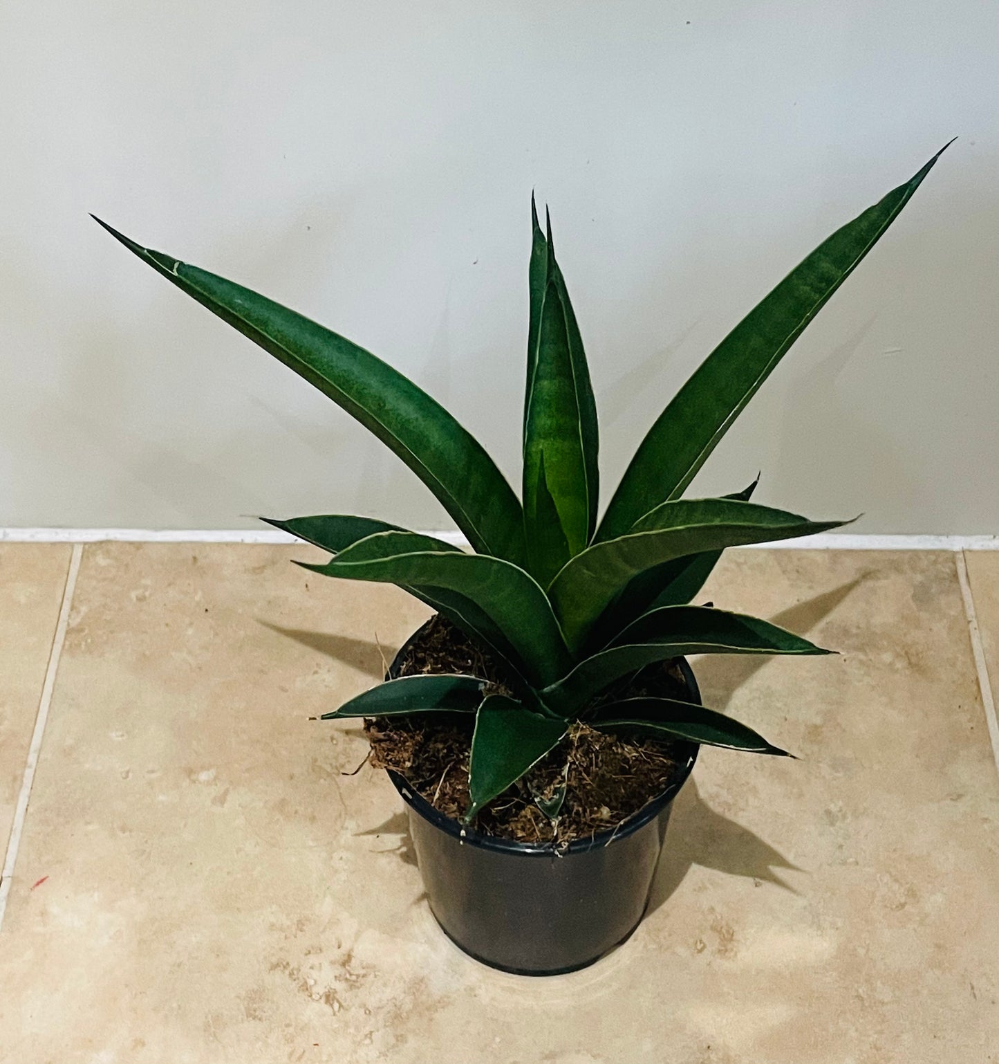Sansevieria Tough Lady in a 9cm pot Cassandra's Plants