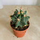 Ferocactus Electracanthus Cassandra's Plants