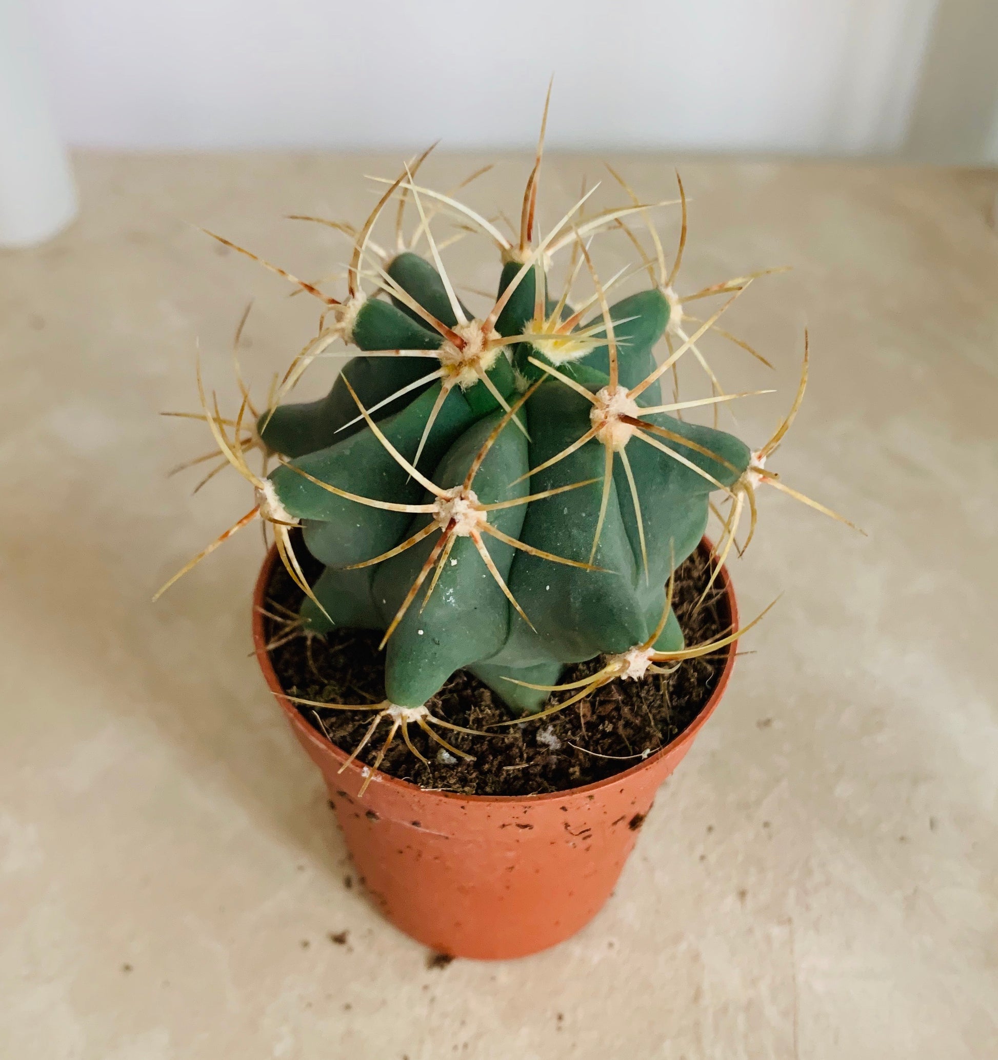 Ferocactus Electracanthus Cassandra's Plants