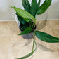 Epipremnum Pinnatum in a 12cm pot Cassandra's Plants