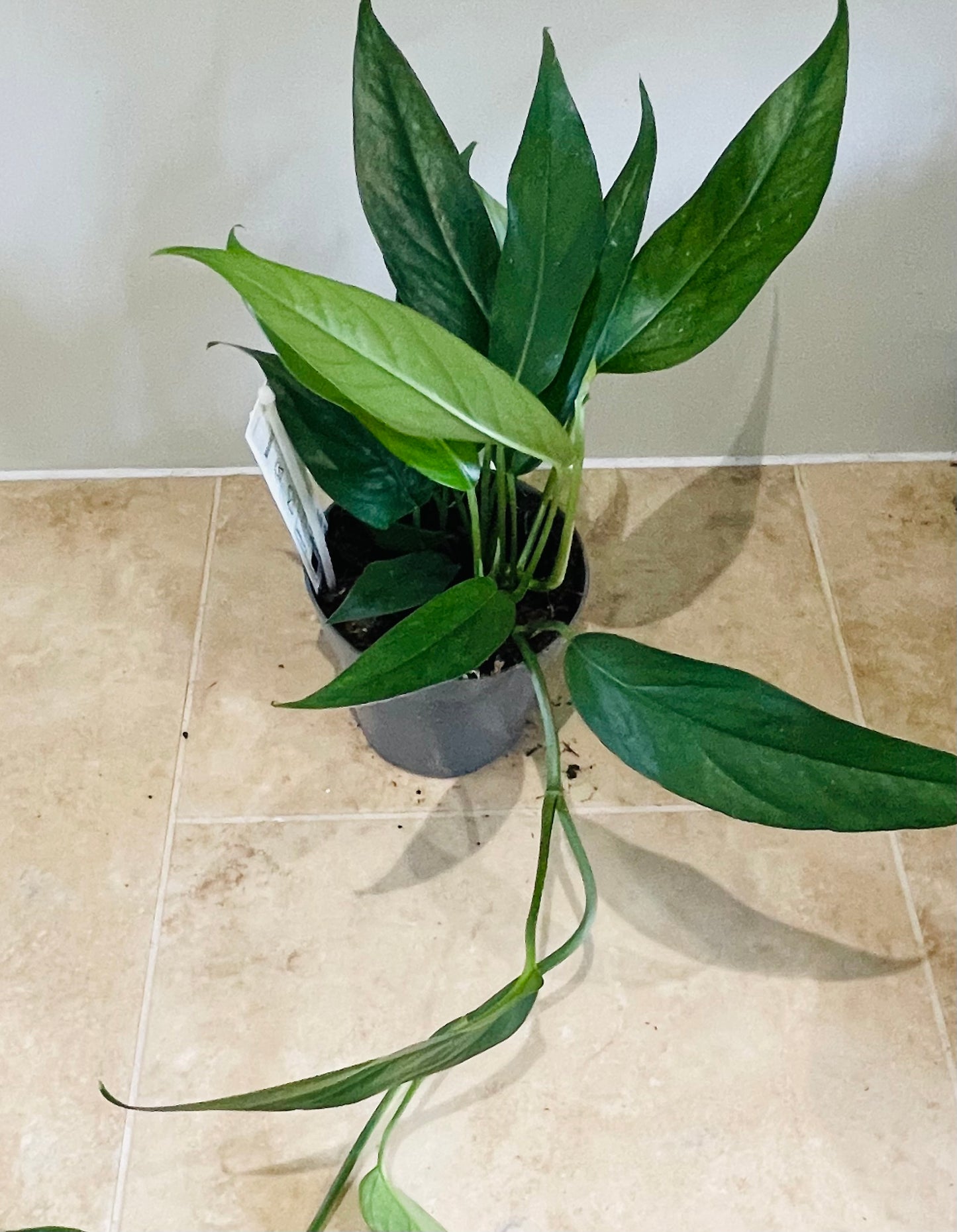 Epipremnum Pinnatum in a 12cm pot Cassandra's Plants