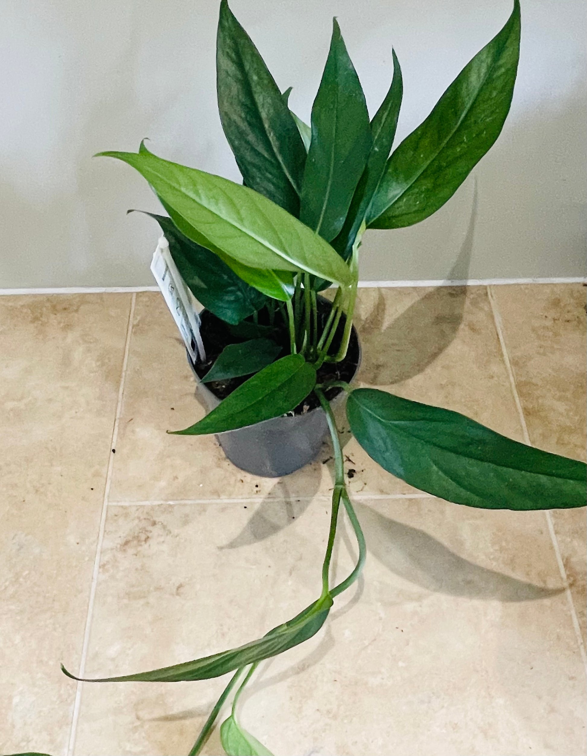 Epipremnum Pinnatum in a 12cm pot Cassandra's Plants