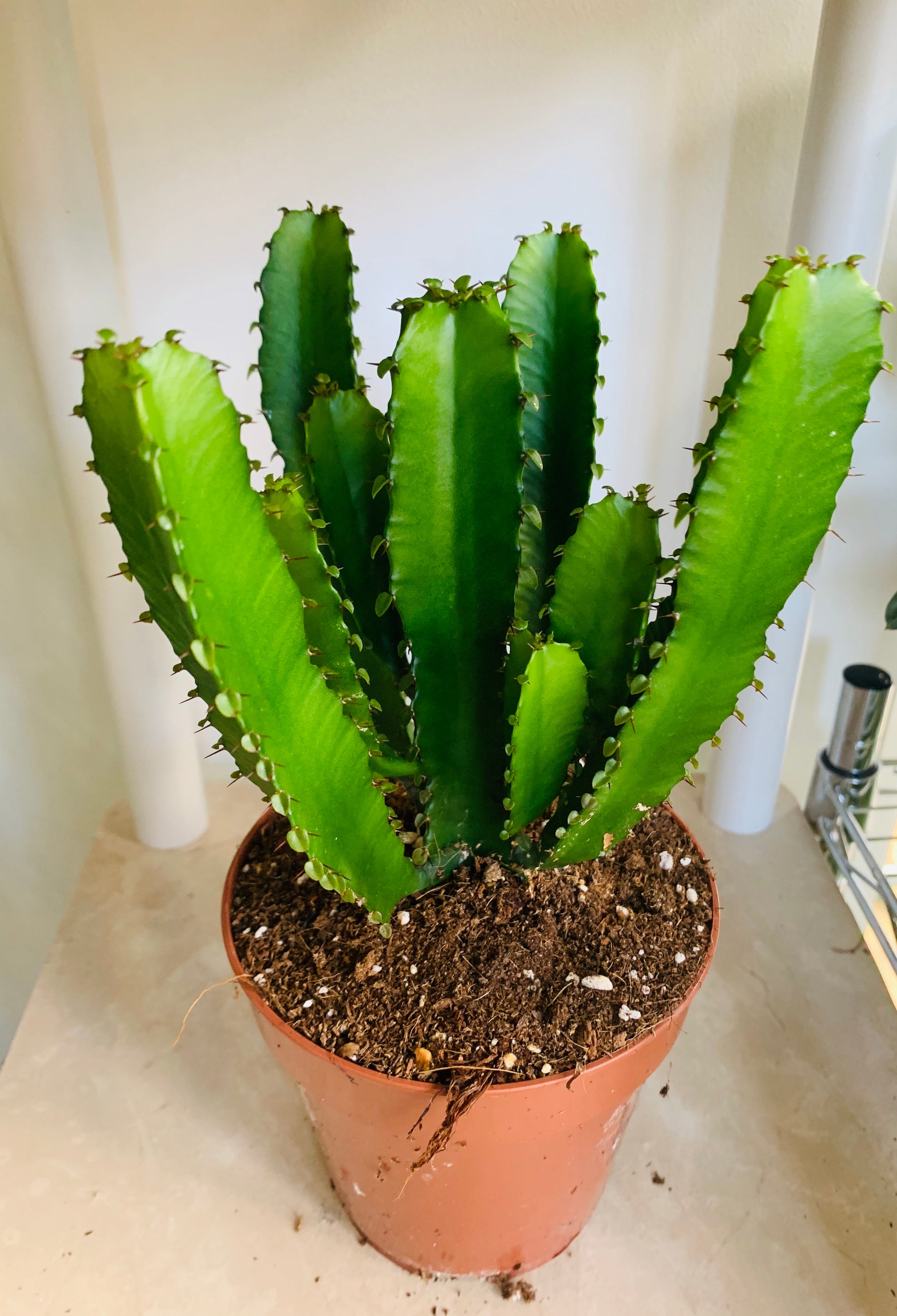 Euphorbia Triangularis Cassandra's Plants