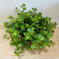 Sedum Tornado Cassandra's Plants