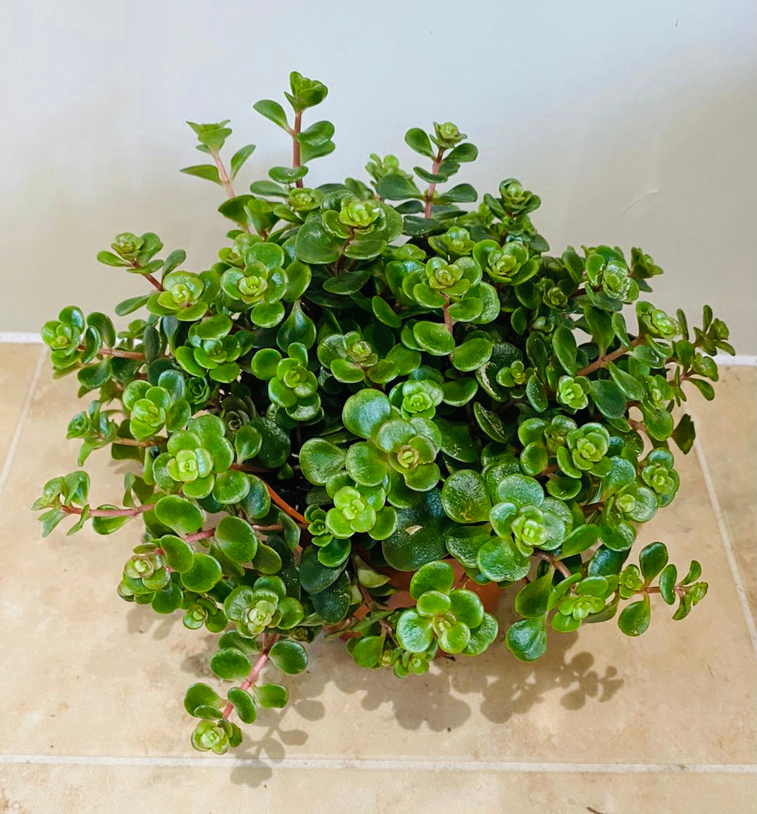 Sedum Tornado Cassandra's Plants