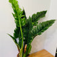 Philodendron Narrow Escape in a 17cm pot Cassandra's Plants