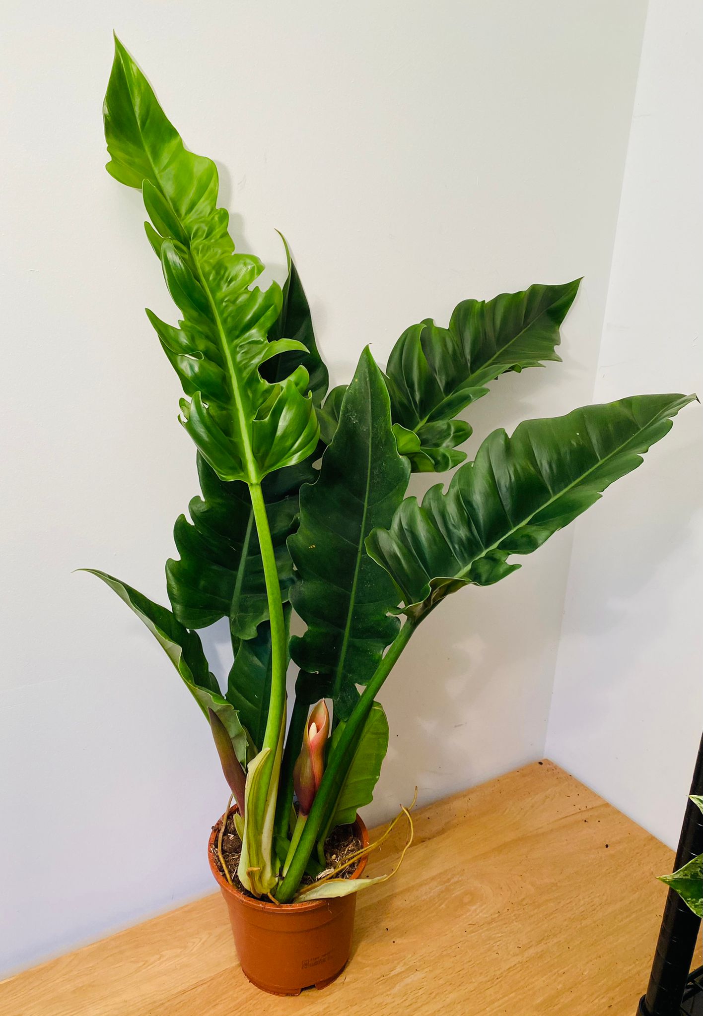Philodendron Narrow Escape in a 17cm pot Cassandra's Plants