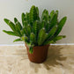 Hylocereus Undatus Dragon Fruit Cactus Cassandra's Plants