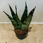 Sansevieria Zeylanica Fan In a 6cm pot Cassandra's Plants