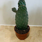 Opuntia Consolea in a 9 cm pot Cassandra's Plants