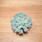 Echeveria Topsy Turvy in 5.5cm Pot Cassandra's Plants