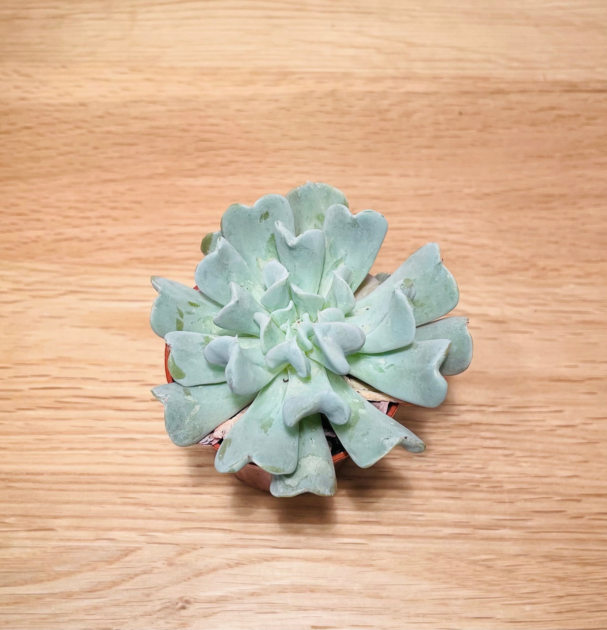 Echeveria Topsy Turvy in 5.5cm Pot Cassandra's Plants