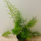 Asparagus Sprengeri “Emerald” Fern 12cm Pot Cassandra's Plants