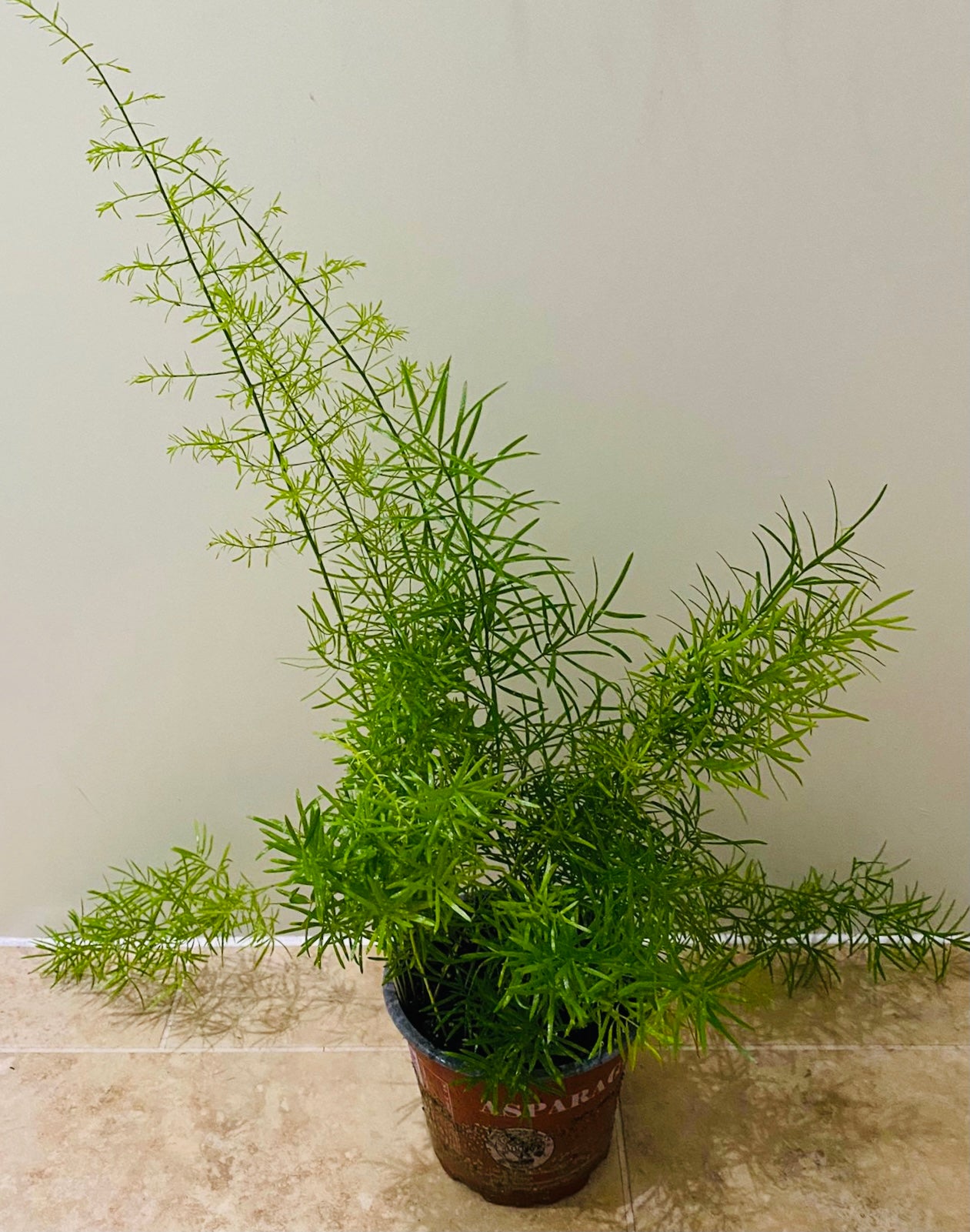 Asparagus Sprengeri “Emerald” Fern 12cm Pot Cassandra's Plants
