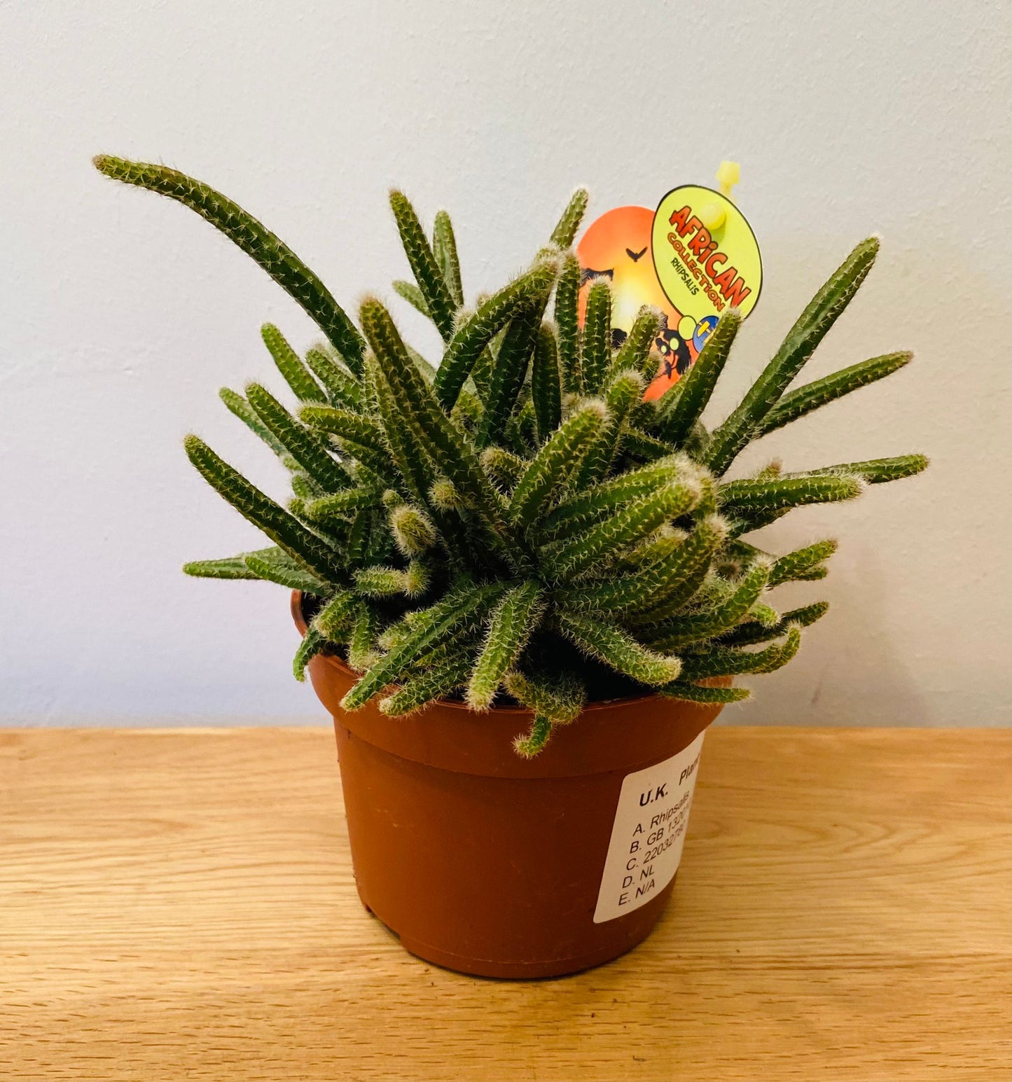 Rhipsalis Pilocarpa Cassandra's Plants