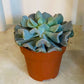 Echeveria Cubic Frost in 8.5cm Pot Cassandra's Plants