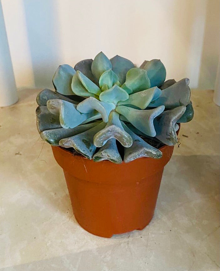 Echeveria Cubic Frost in 8.5cm Pot Cassandra's Plants