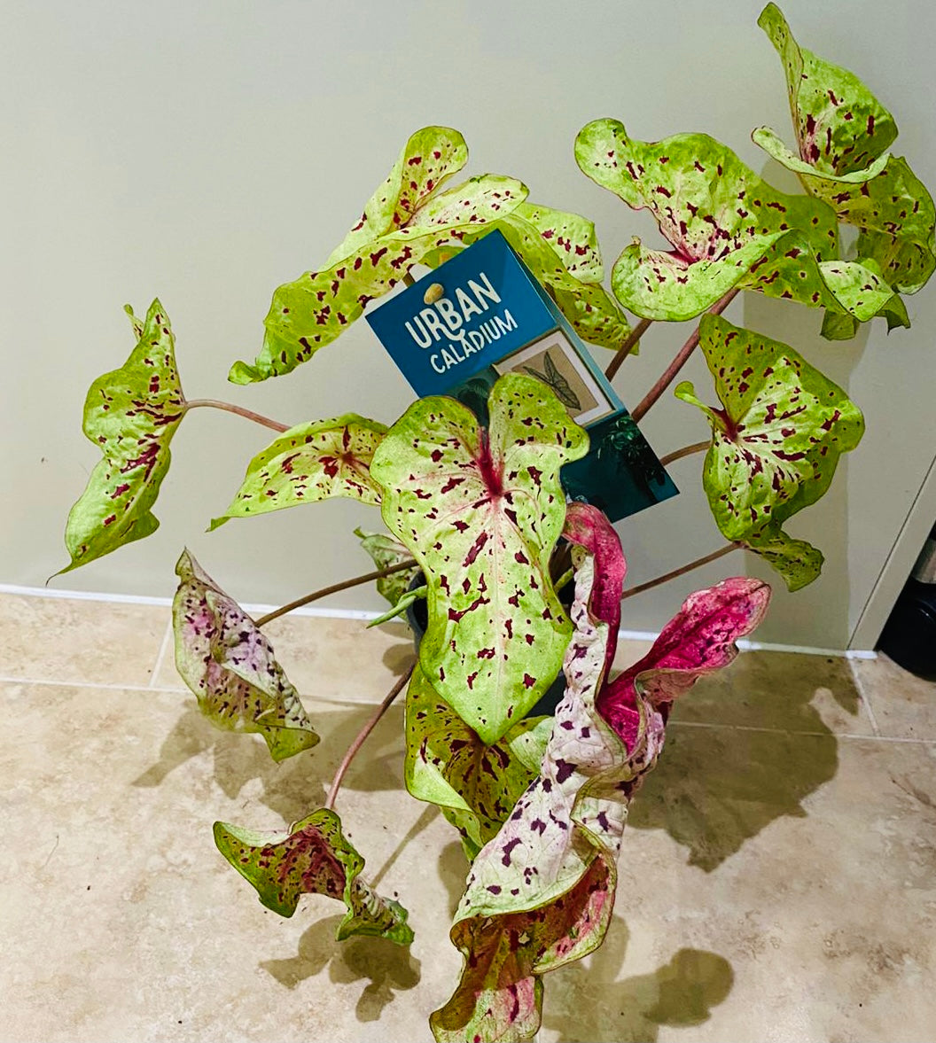 Caladium Miss Muffet 12cm pot Cassandra's Plants