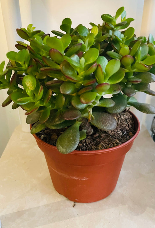 Crassula Ovata Jade Minima 14cm pot Cassandra's Plants