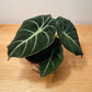 Alocasia Black Velvet 12cm Pot Cassandra's Plants