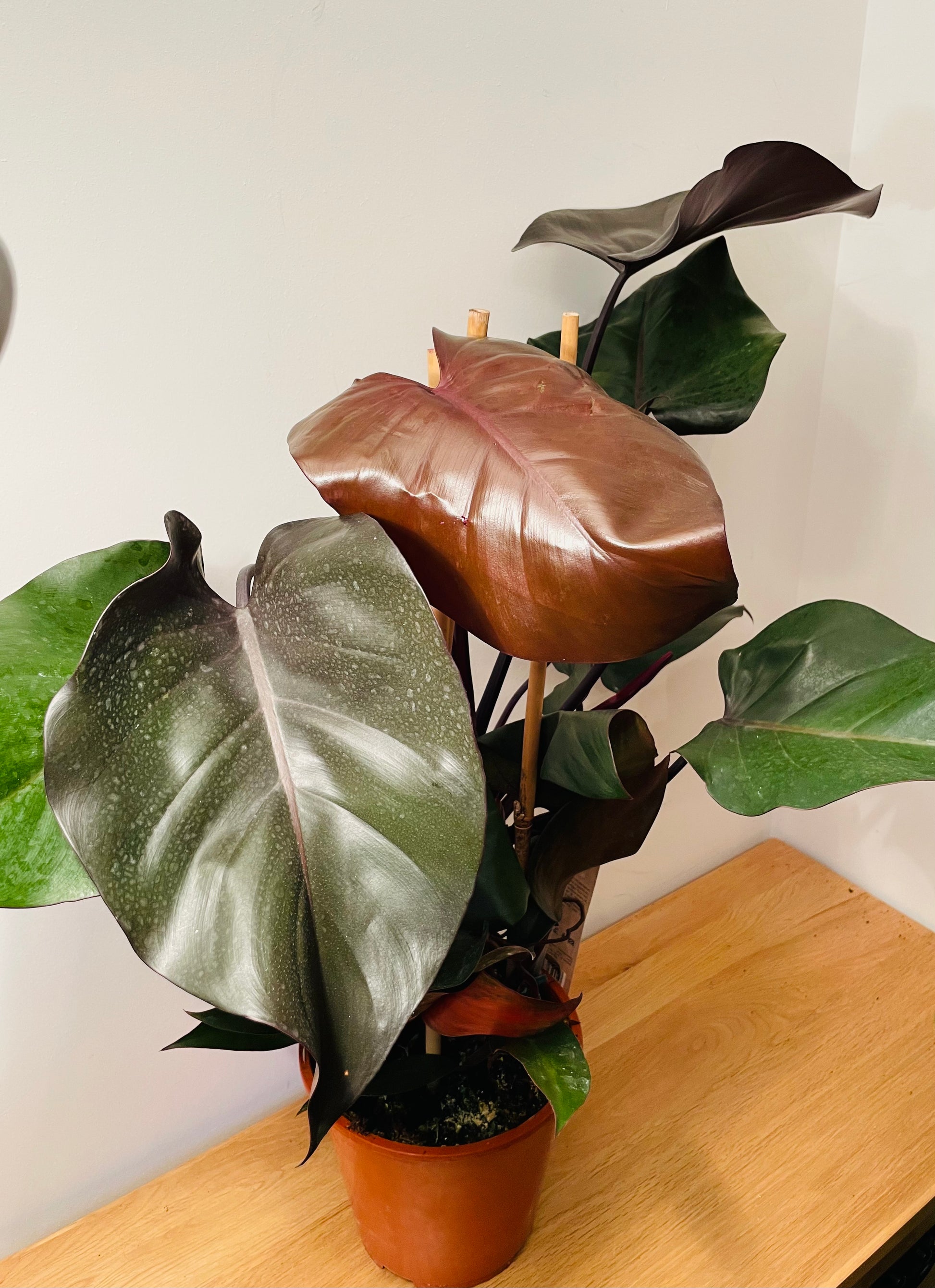 Philodendron Ruby Red in a 19cm Pot Cassandra's Plants