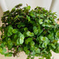 Callisia Repens 9cm Pot Cassandra's Plants