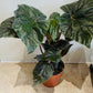 Begonia Scharfii 15cm Pot Cassandra's Plants