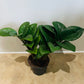 Zamioculcas Zenzi ZZ Plant Cassandra's Plants