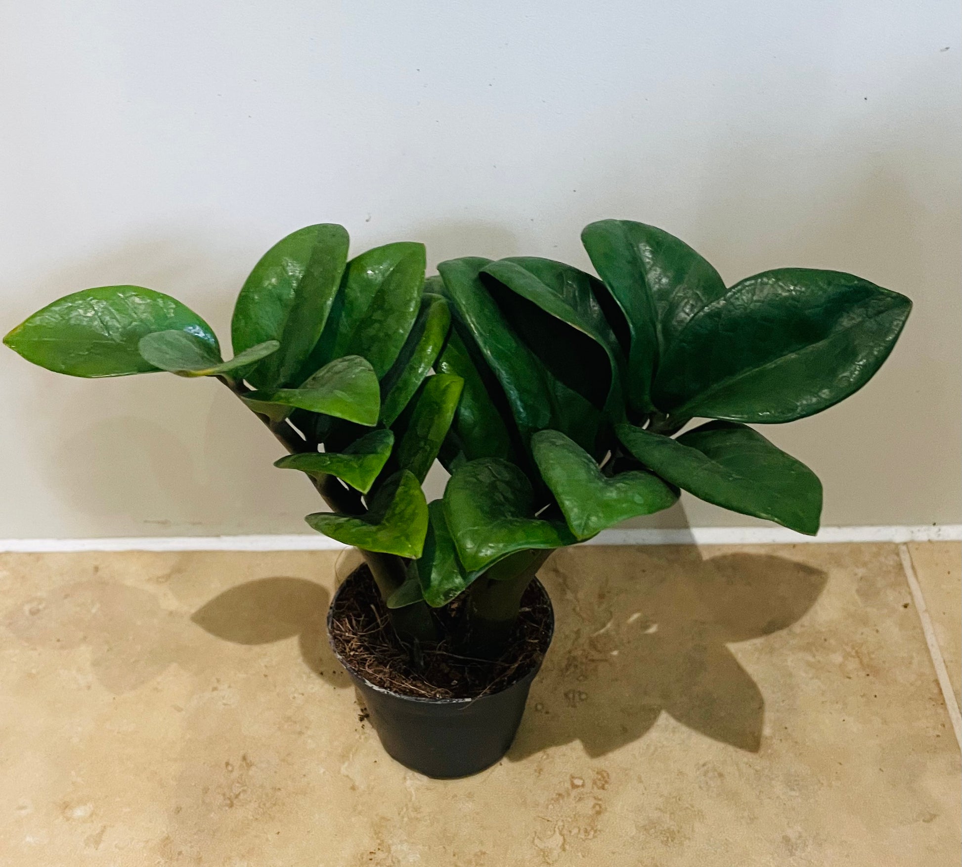 Zamioculcas Zenzi ZZ Plant Cassandra's Plants