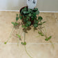 Ceropegia Woodii Durban String Of Spades 8cm Pot Cassandra's Plants