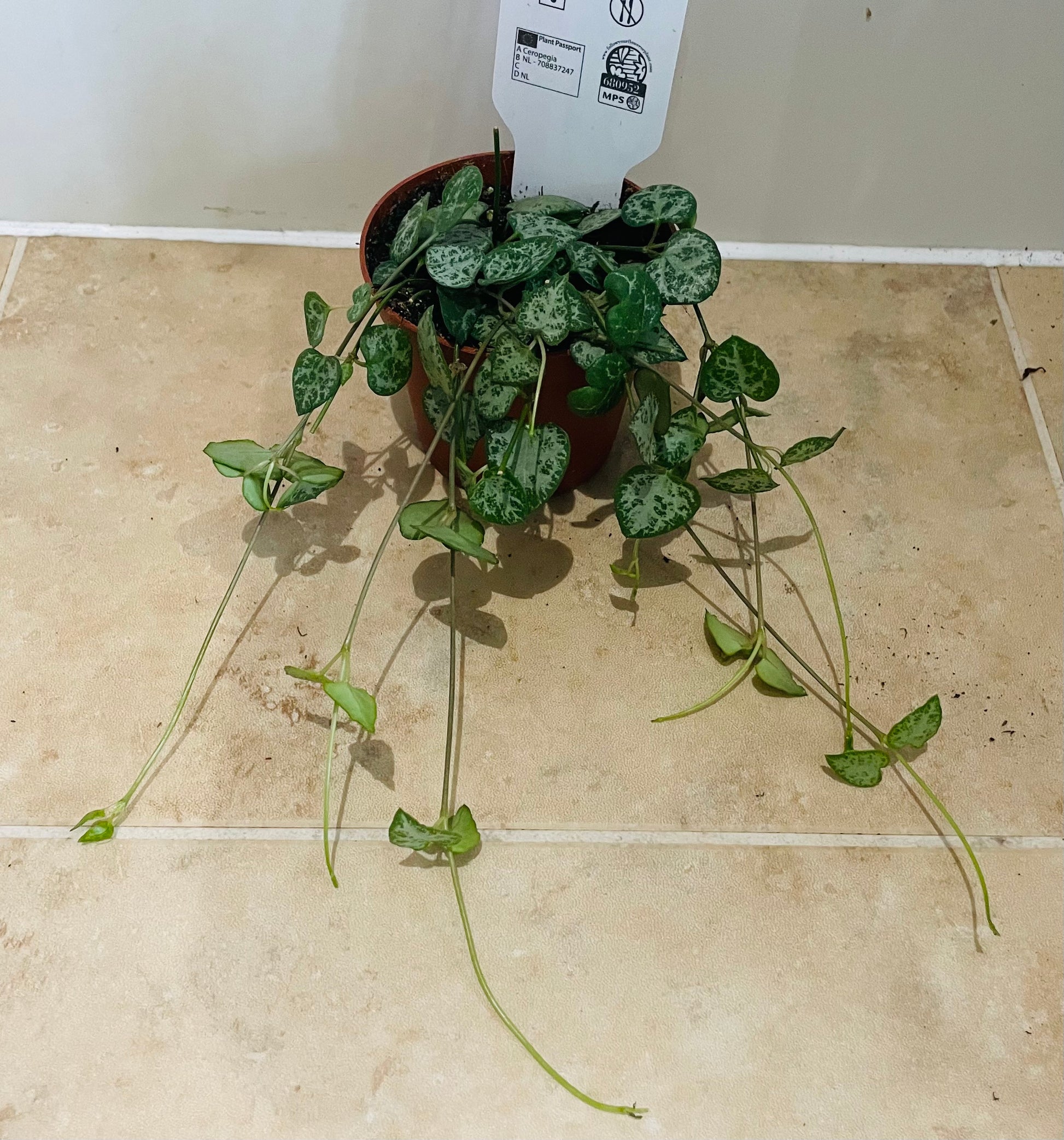 Ceropegia Woodii Durban String Of Spades 8cm Pot Cassandra's Plants