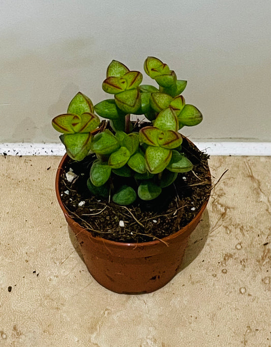 Crassula Brevifolia 5.5cm pot Cassandra's Plants