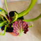 Sarrancenia Flava in a 9cm pot Cassandra's Plants