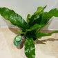 Microsorum Crocodyllus Crocodile Fern in a 12cm pot Cassandra's Plants