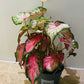 Caladium Candyland 12cm Pot Cassandra's Plants