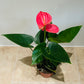 Anthurium Adraeanum Pink  Flower Plant in a 7cm pot Cassandra's Plants