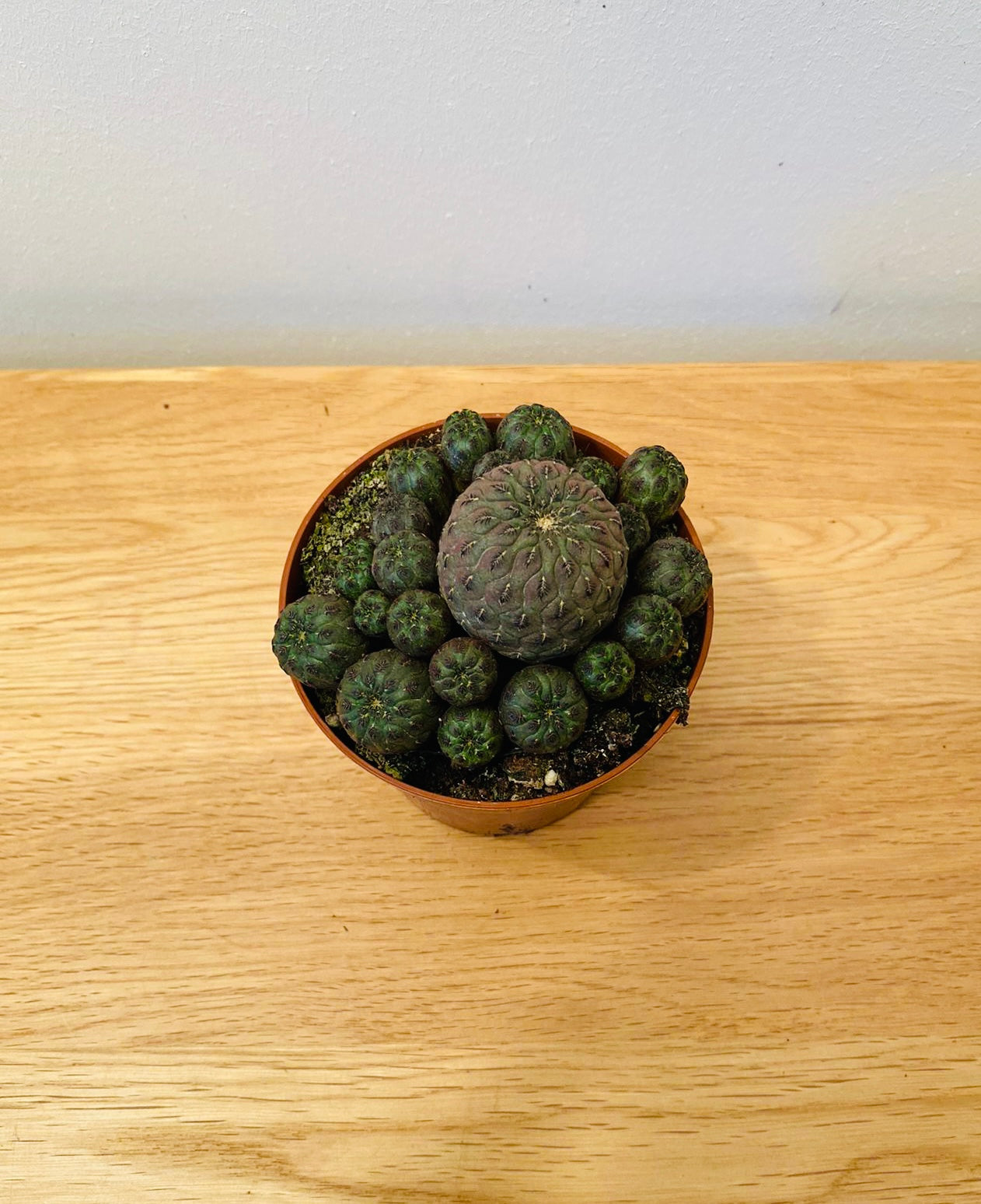 Sulcorebutia Rauschii Cactus Cassandra's Plants