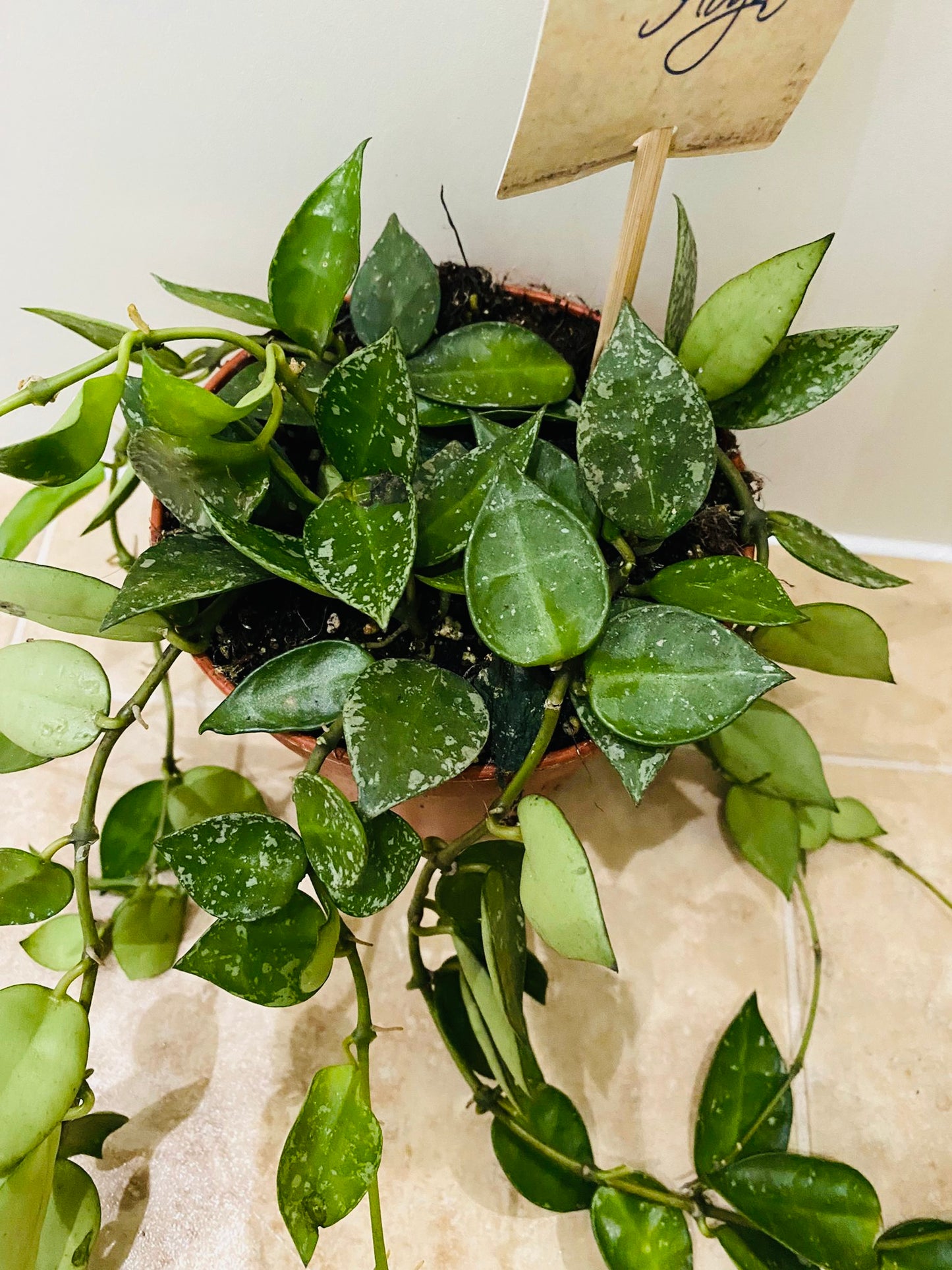 Hoya Lacunosa