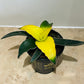 Sansevieria Star Canary in 9cm Pot Cassandra's Plants