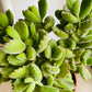 Cotyledon Tomentosa “Bear’s Paw” 10.5cm Pot Cassandra's Plants