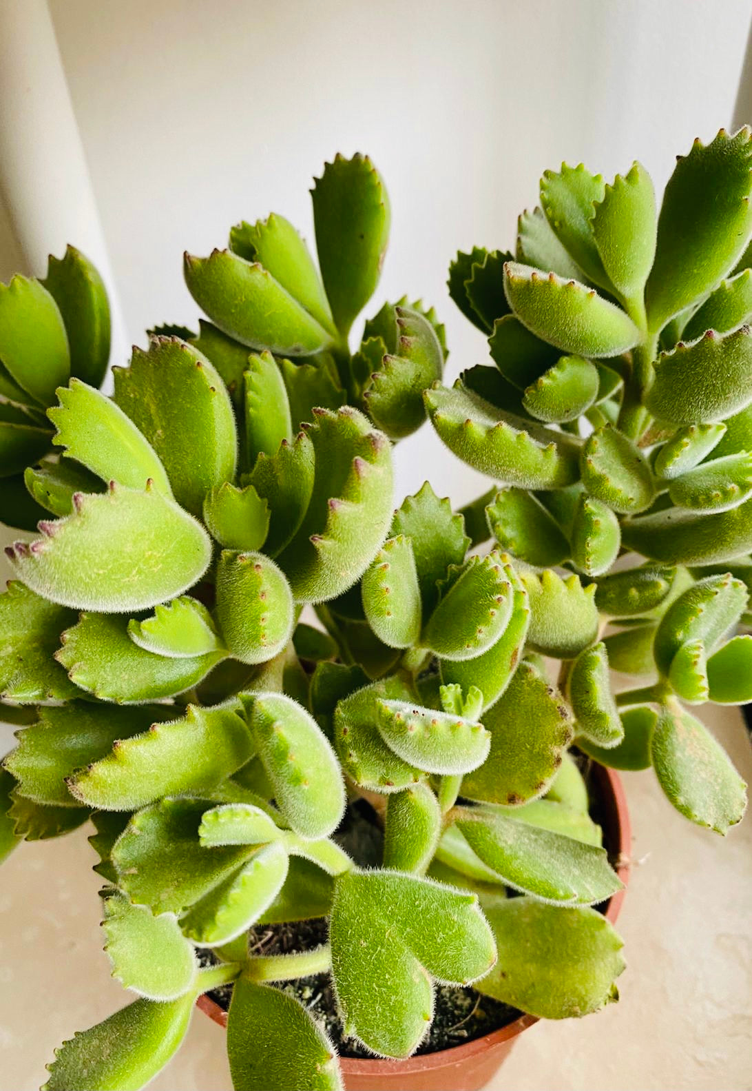 Cotyledon Tomentosa “Bear’s Paw” 10.5cm Pot Cassandra's Plants