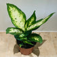 Dieffenbachia 'Compacta' Dumb Cane 8cm Pot Cassandra's Plants