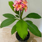 Plumeria Alba Frangipani Temple Tree in a 17cm Pot Cassandra's Plants