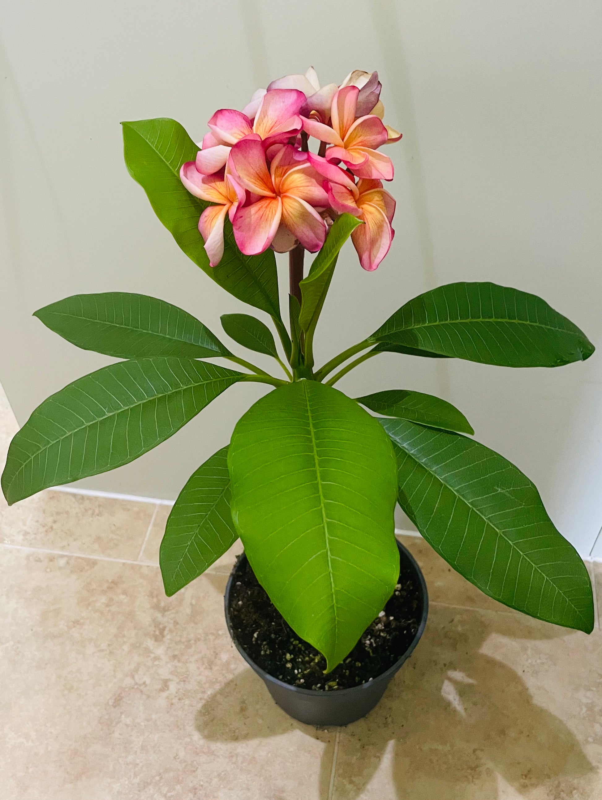 Plumeria Alba Frangipani Temple Tree in a 17cm Pot Cassandra's Plants