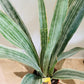 Sansevieria Metallica Cassandra's Plants