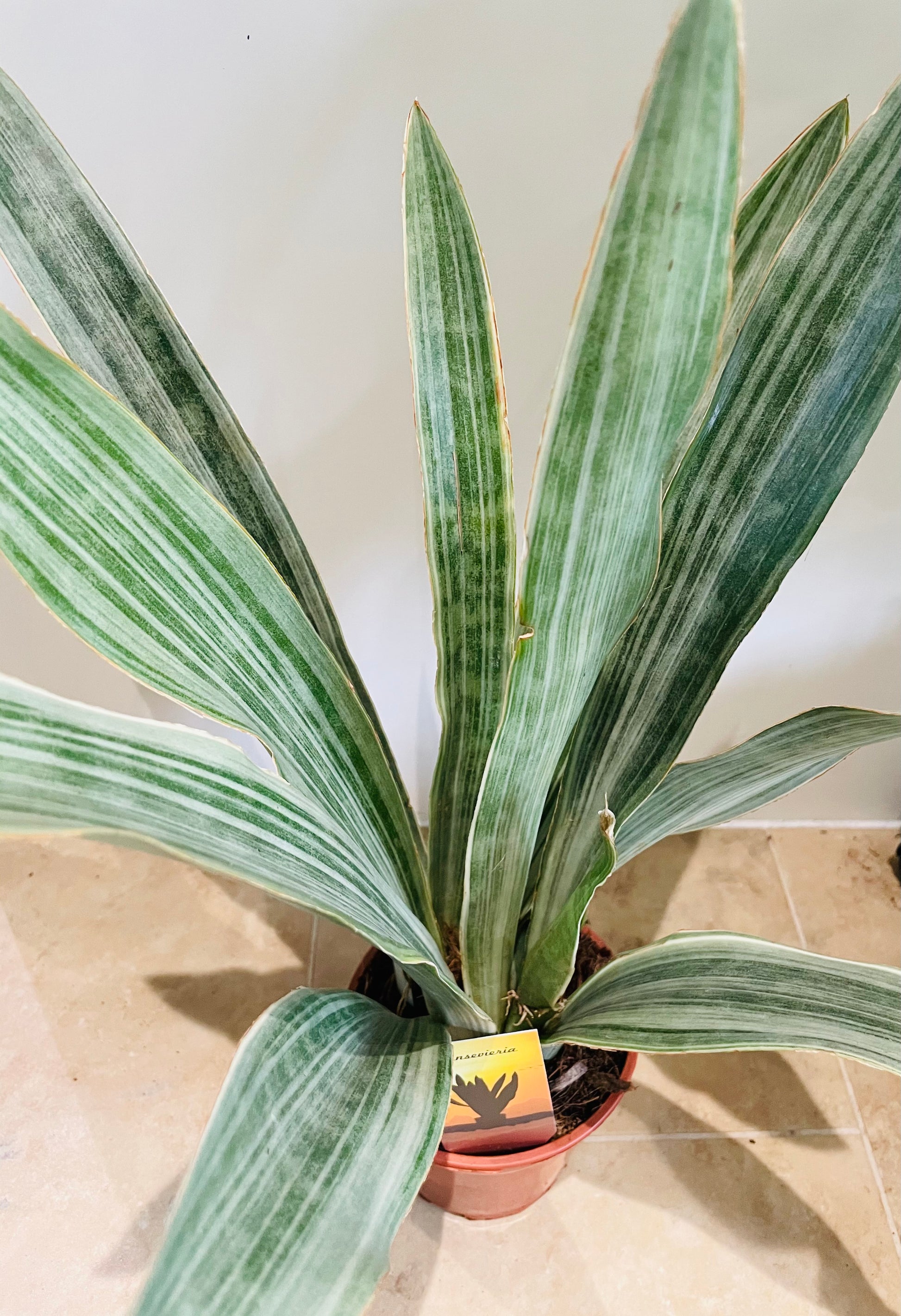 Sansevieria Metallica Cassandra's Plants