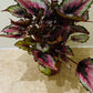 Begonia Rex “Evening Glow” 13cm Pot Cassandra's Plants