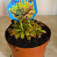 Drosera Spatulata Spoon Leaved Sundew in a 9cm pot Cassandra's Plants