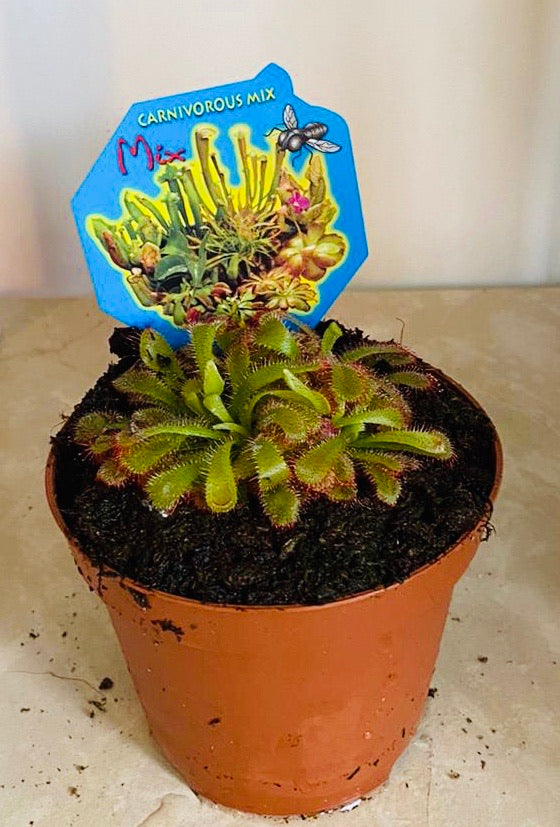 Drosera Spatulata Spoon Leaved Sundew in a 9cm pot Cassandra's Plants
